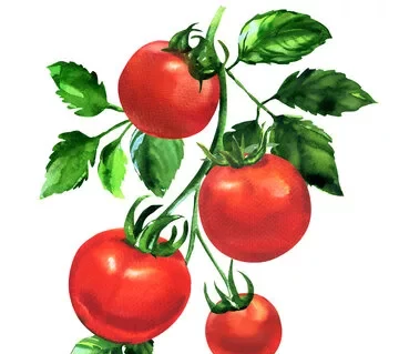 Ripe tomatoes on the vine, in a realistic painted style with a white background.