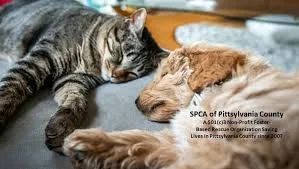 May show: A tabby cat and a fluffy dog lie side by side on the floor, both appearing relaxed and sleeping. Text on the image refers to the SPCA of Pittsylvania County.